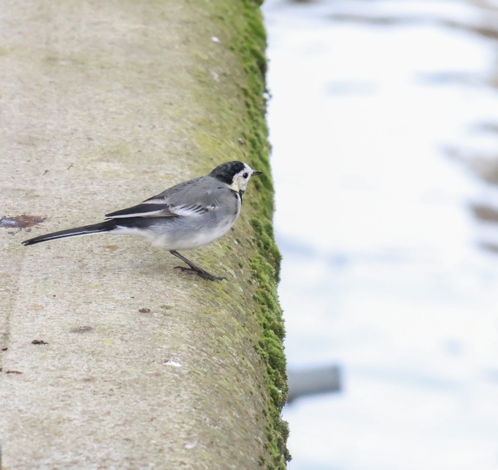 Pied wagtail photographed by Nadine
