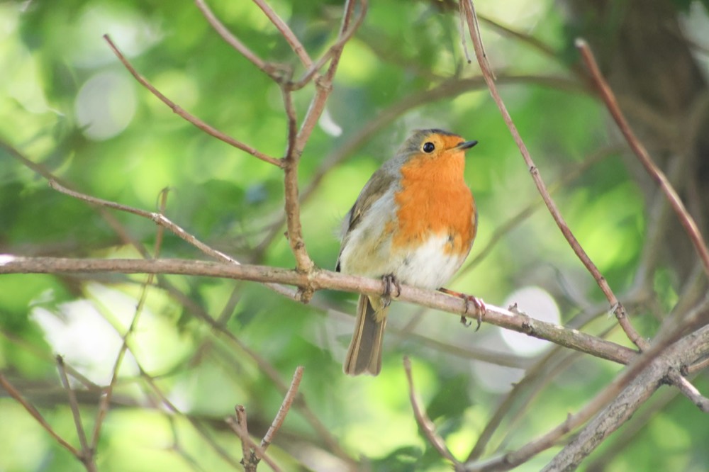Robin photographed by Nadine