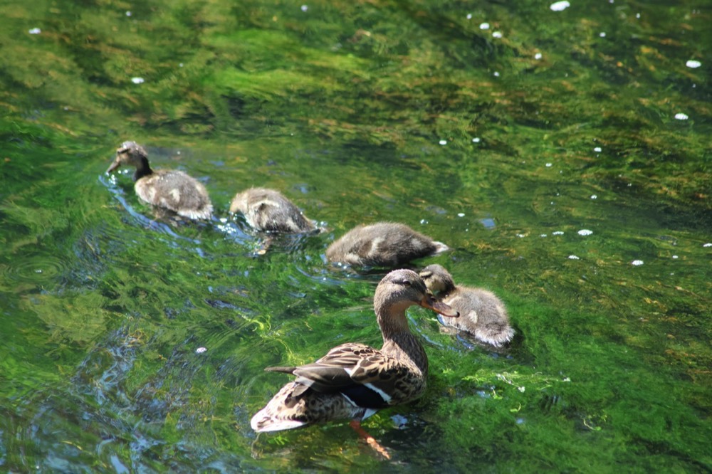 Mallard photographed by Nadine