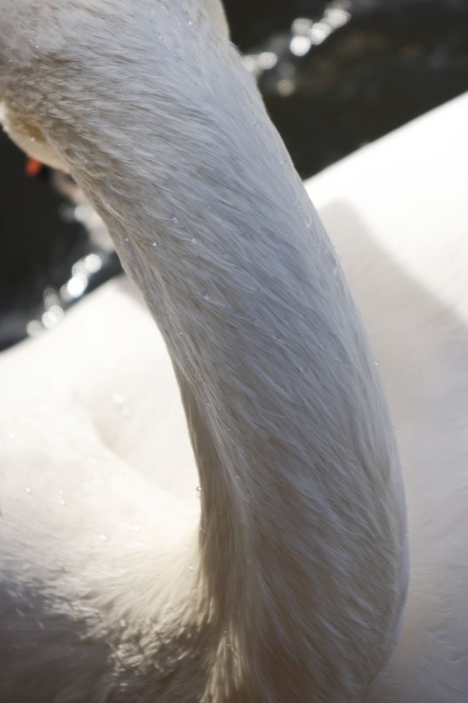 Mute swan photographed by Nadine