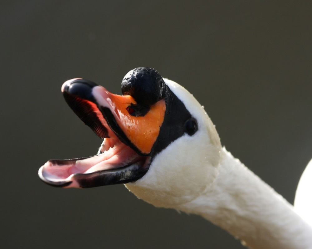 Mute swan photographed by Nadine