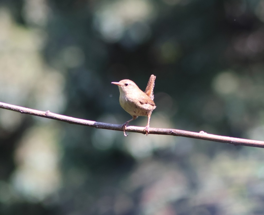 Wren photographed by Nadine