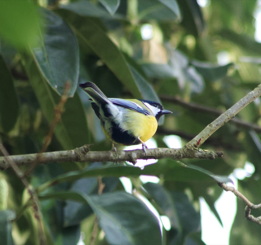 Great tit photographed by Nadine