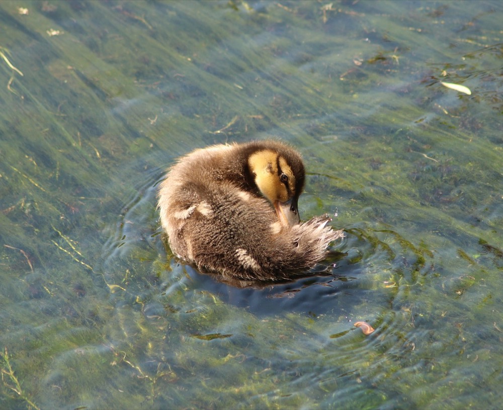 Mallard photographed by Nadine
