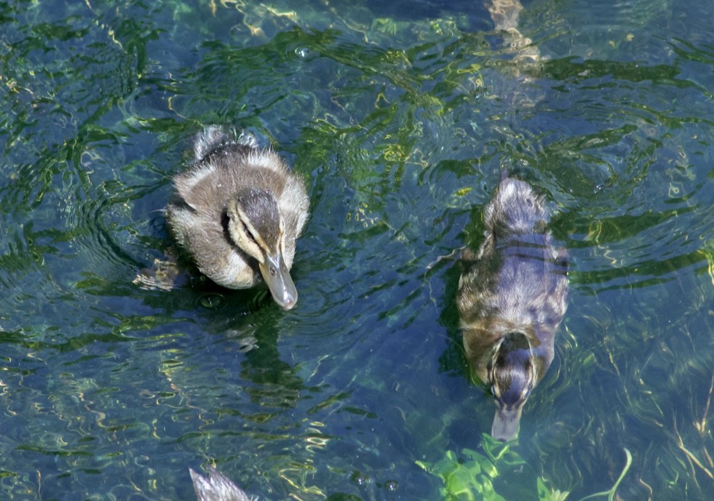 Mallard photographed by Nadine
