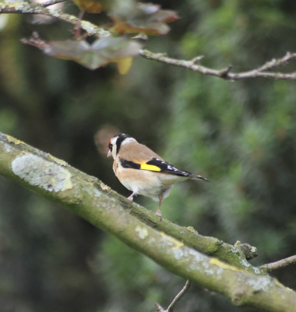 Goldfinch photographed by Nadine