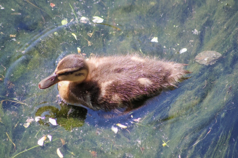 Mallard photographed by Nadine