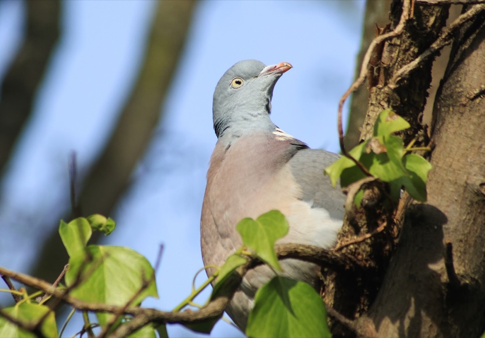 Woodpigeon photographed by Nadine