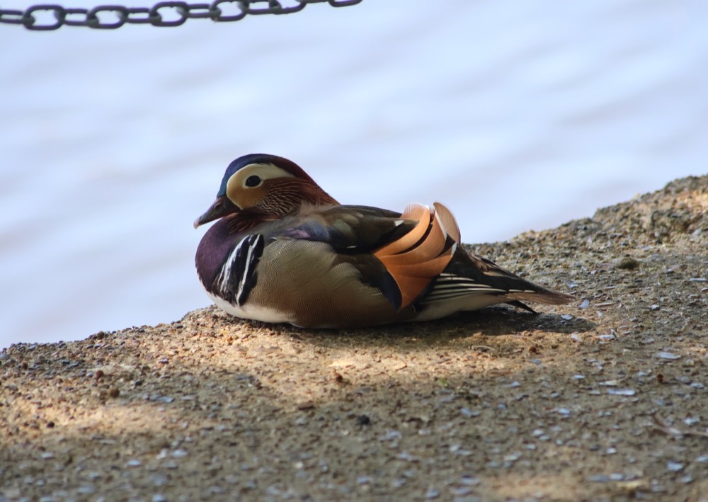 Mandarin duck photographed by Nadine