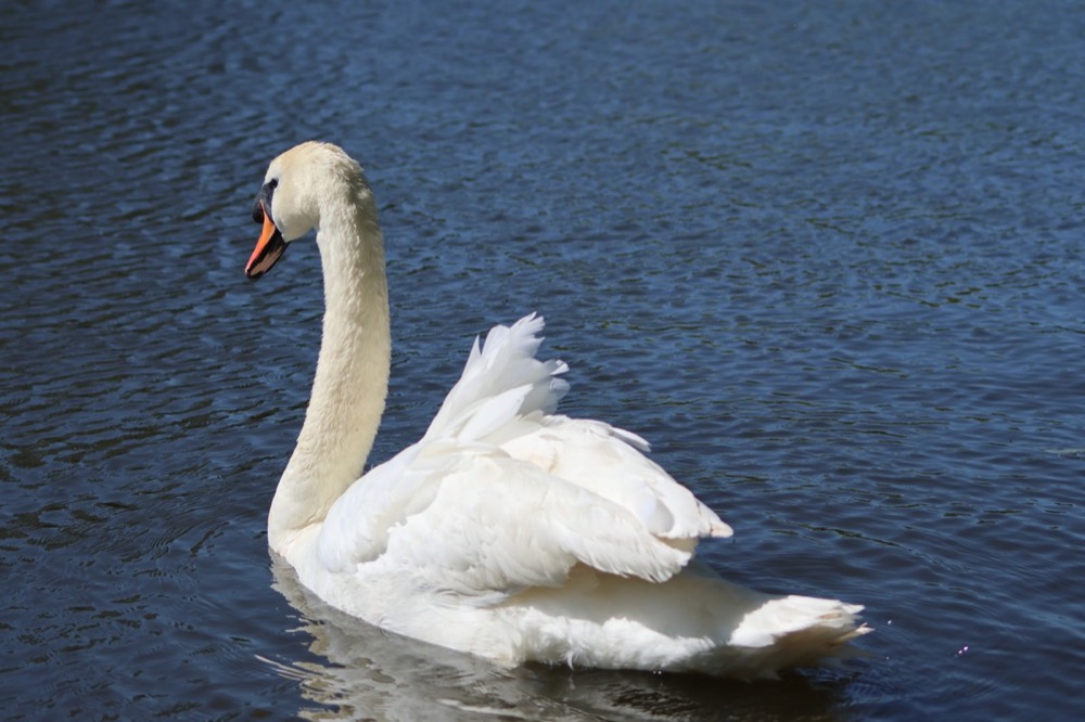 Mute swan photographed by Nadine