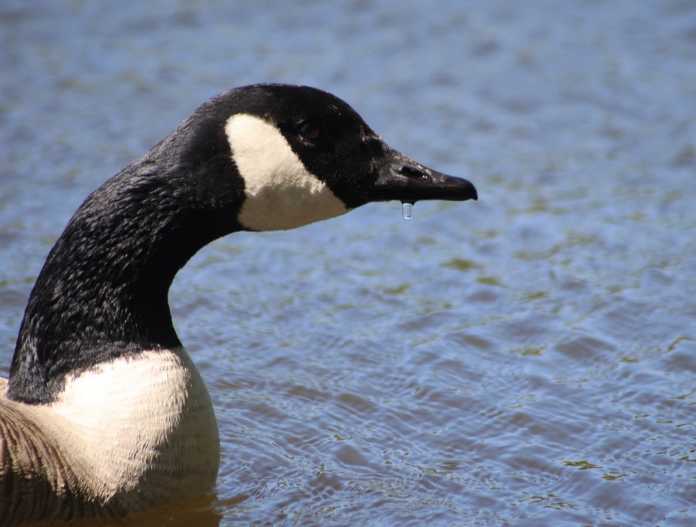Canada goose photographed by Nadine