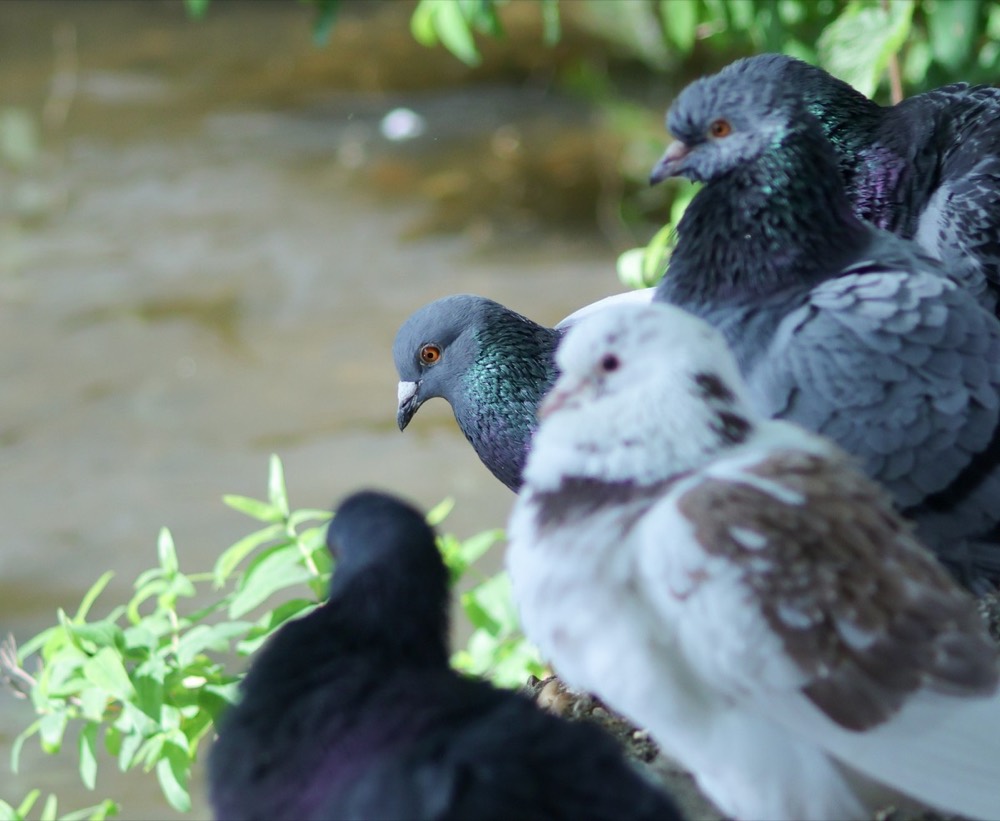 Feral pigeon photographed by Nadine