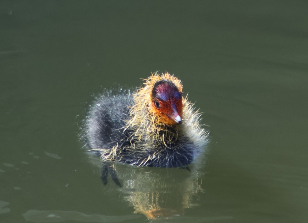 Coot photographed by Nadine