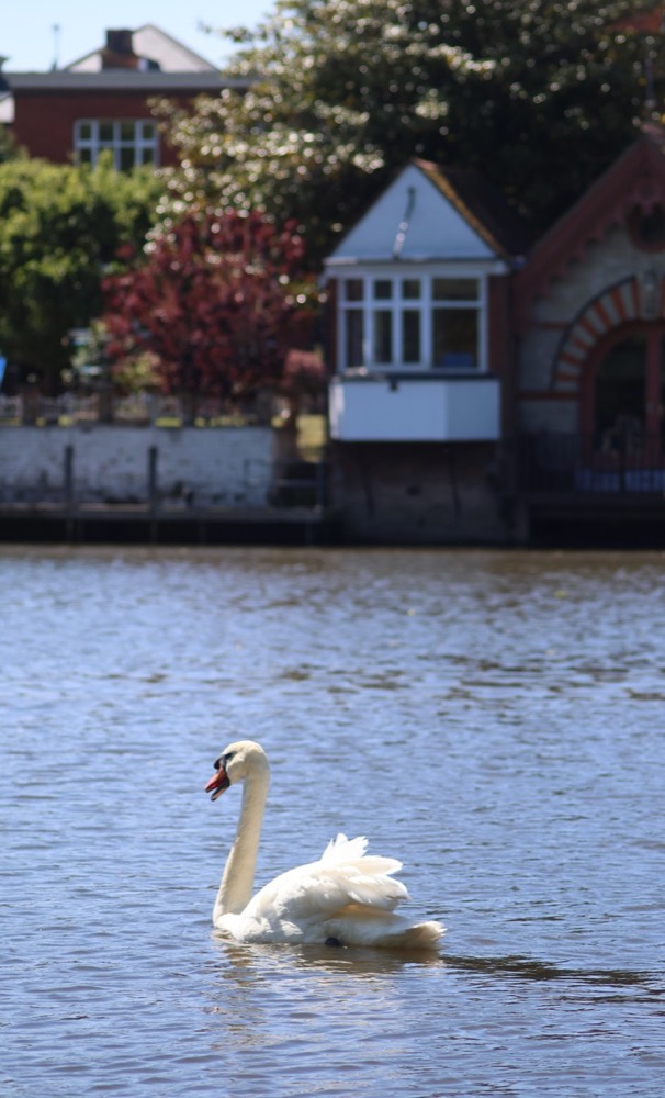 Mute swan photographed by Nadine