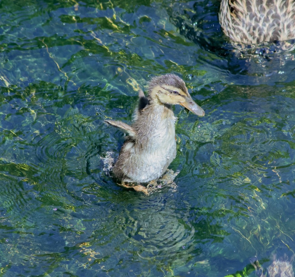 Mallard photographed by Nadine