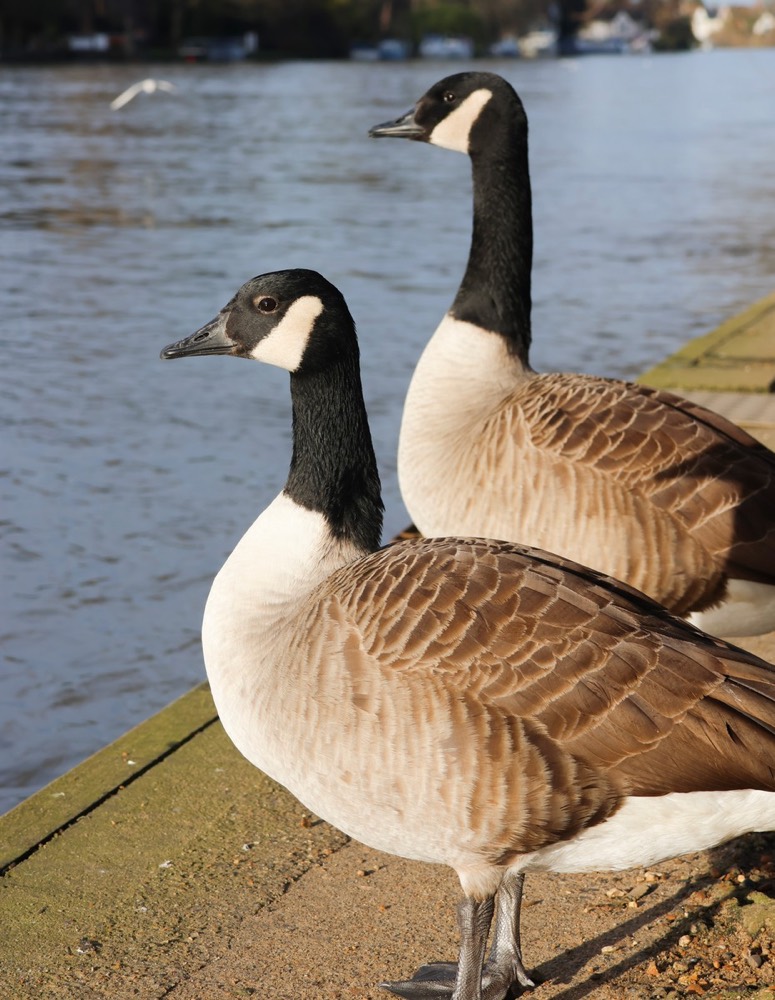 Canada goose photographed by Nadine