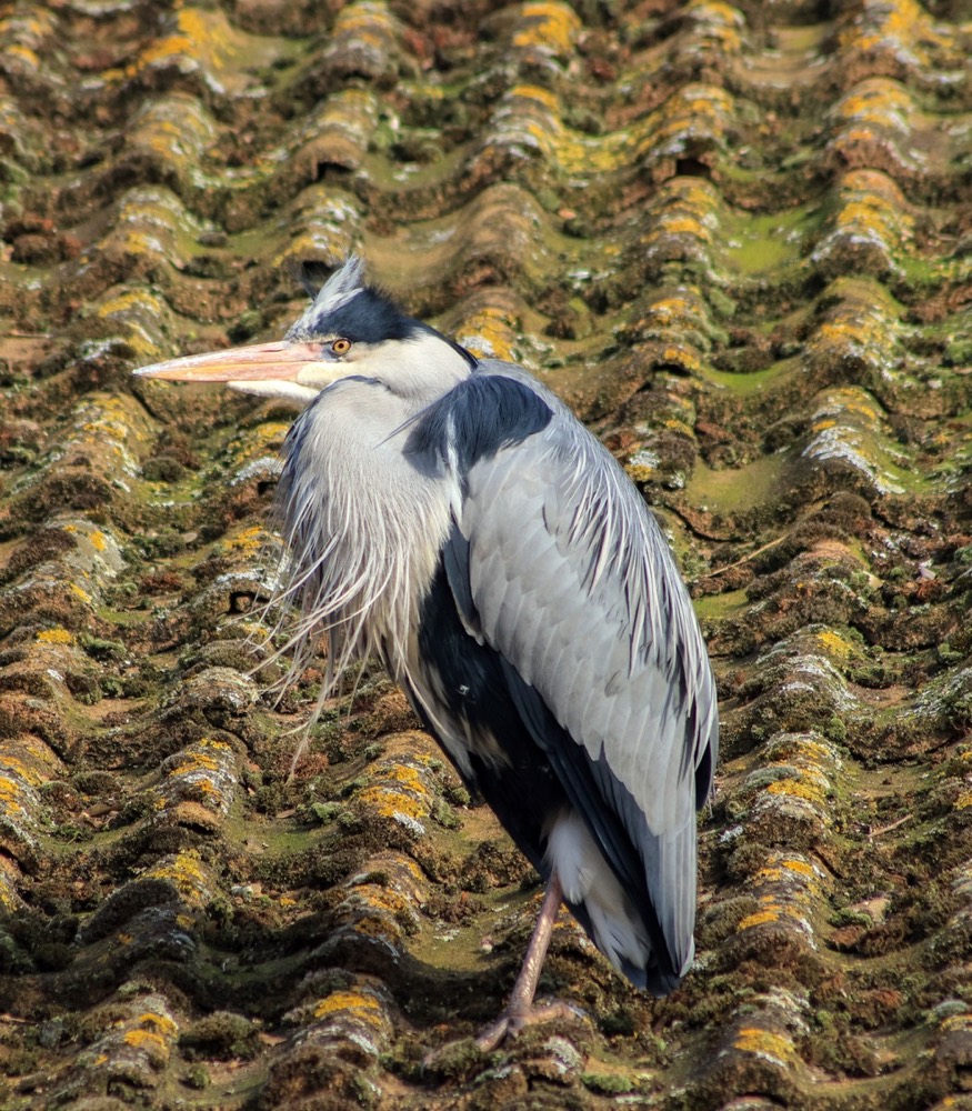 Grey heron photographed by Nadine