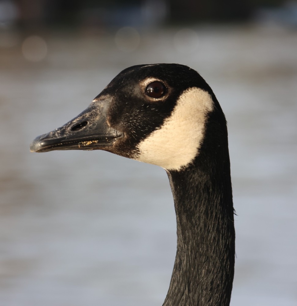 Canada goose photographed by Nadine