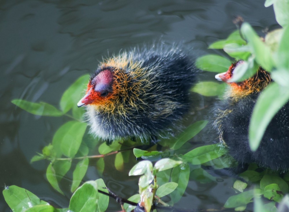 Coot photographed by Nadine