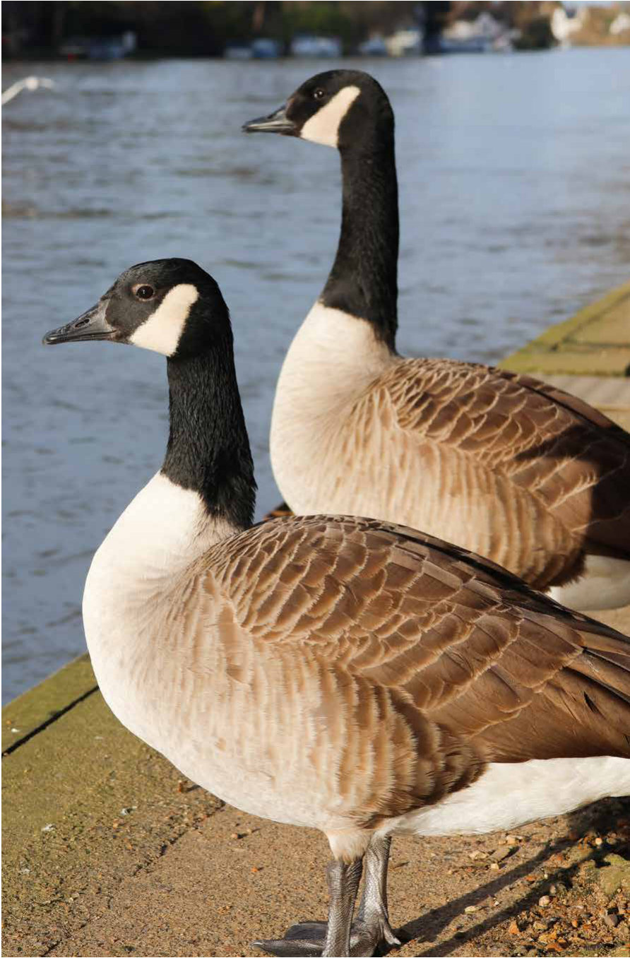 Two Canada geese by the river