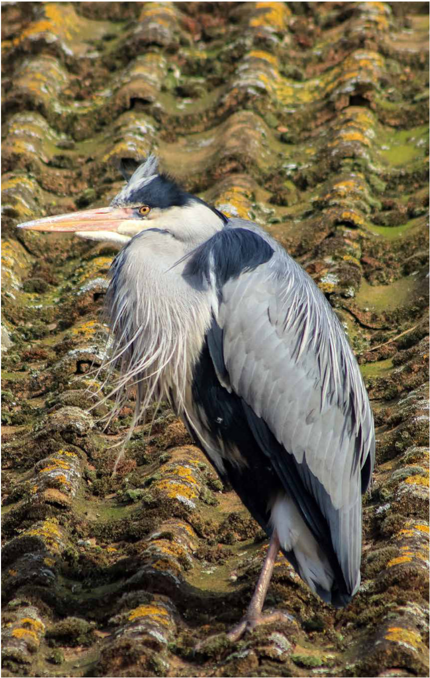A grey heron standing on a mossy roof