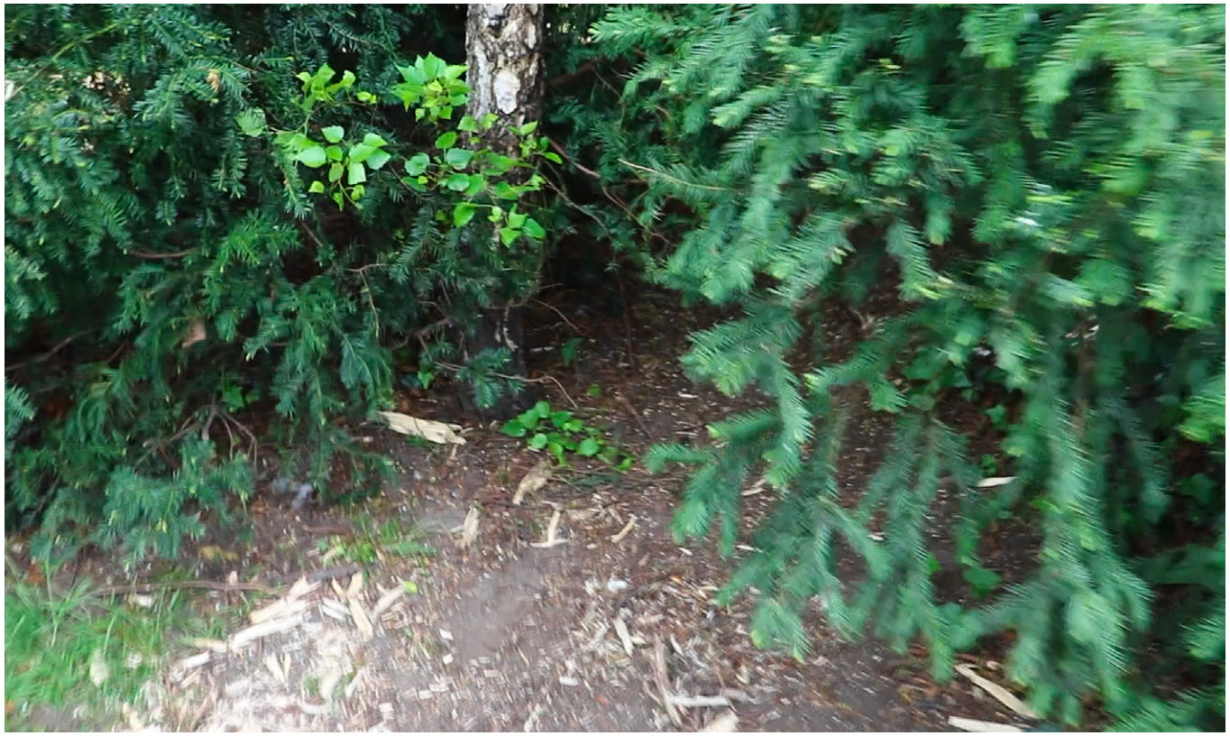Plants growing where the packaging broke down